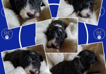 Chase the F1b Miniature Aussiedoodle