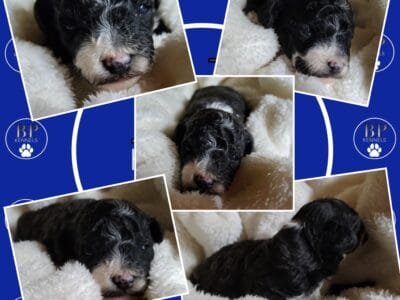 Chase the F1b Miniature Aussiedoodle
