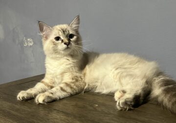18 week snow white Siberian kittens