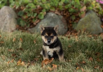 AKC Shiba Inu male puppy in Indiana (Charles)