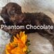 Standard Poodle Pups (available July26)