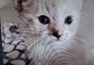 ADORABLE KITTENS – 7 WEEKS OLD