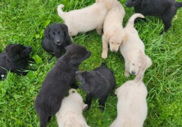Goldenshepard puppies
