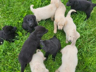 Goldenshepard puppies