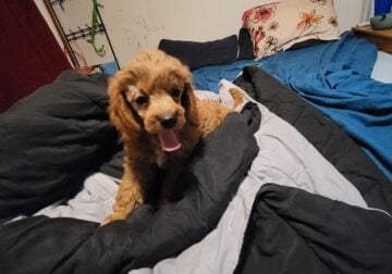 F1b cavapoo