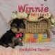 Yorkshire Terrier Puppies available