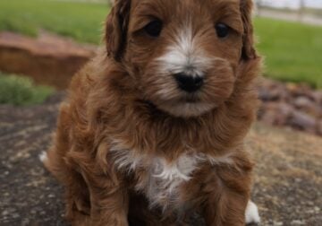 Mini Goldendoodles
