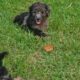 CKC GOLDENDOODLES