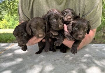 Boykin Spaniels