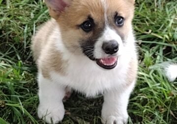OFA parents, triple clear, AKC, boy
