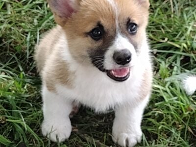 OFA parents, triple clear, AKC, boy
