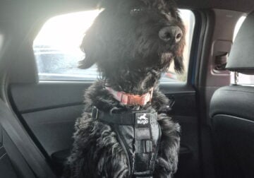 Bordoodle Puppy