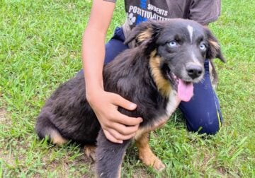 Australian Shepherd Puppies