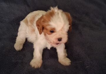 Pure bred cavalier female