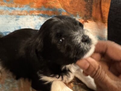 Yorkie puppies available