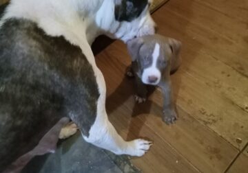 Pit bull puppies