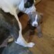 Pit bull puppies