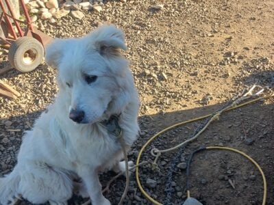 Looking for large mixed breed
