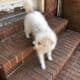 Lovely pet