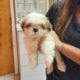 For Sale