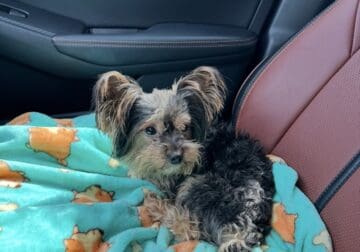 3 year old 5Yorkie male
