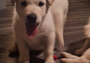 German Shepheard Mix White