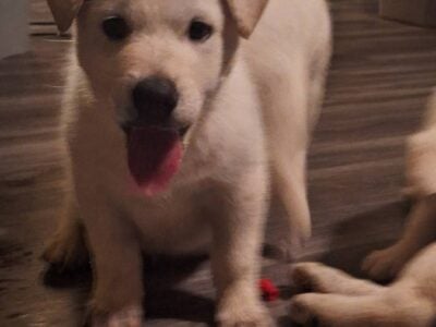German Shepheard Mix White