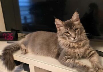 Maine Coon Matheo