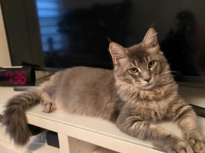 Maine Coon Matheo