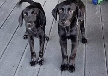 AKC (MH) Bloodline Lab Puppies!
