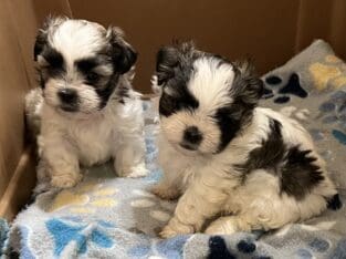Malte Tzu puppies