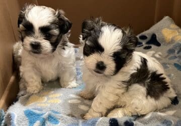 Malte Tzu puppies
