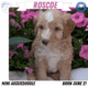 MINI AUSSIEDOODLE MALES