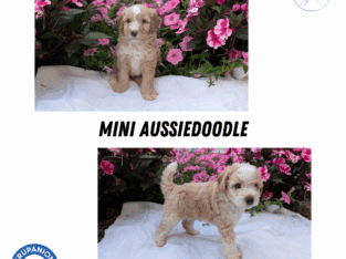 MINI AUSSIEDOODLE MALES