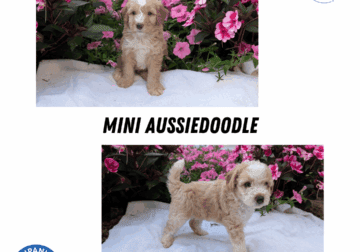 MINI AUSSIEDOODLE MALES