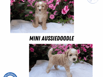 MINI AUSSIEDOODLE MALES