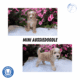 MINI AUSSIEDOODLE MALES