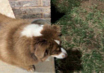 Bailey