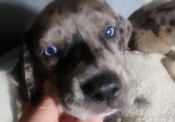 Free puppies