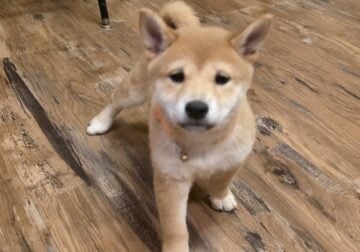 Shiba Inu Puppies to good home