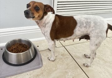 Jack Terrier