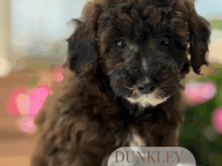 Toy poodle puppies