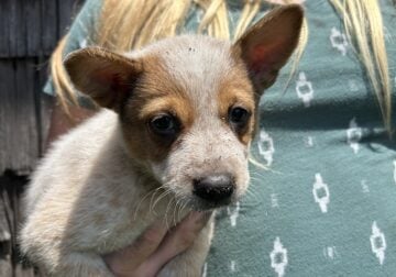 Red heeler