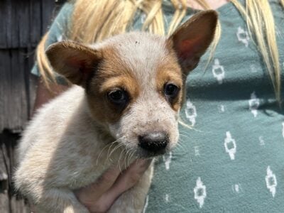Red heeler