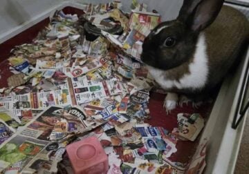 Free Rabbit