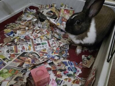 Free Rabbit