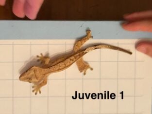 Large Juvenile Crested Gecko