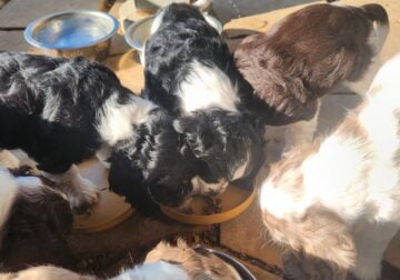 American Cocker Spaniels puppies