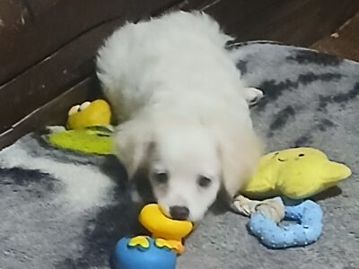 Long hair cream white chihuahuas )