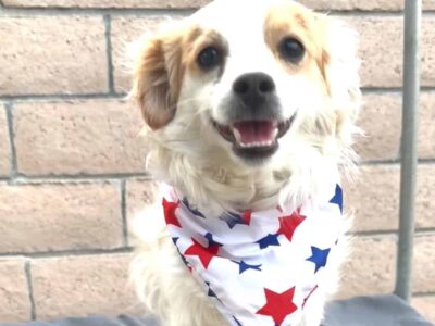 Pomeranian Shih Tzu 6 month old